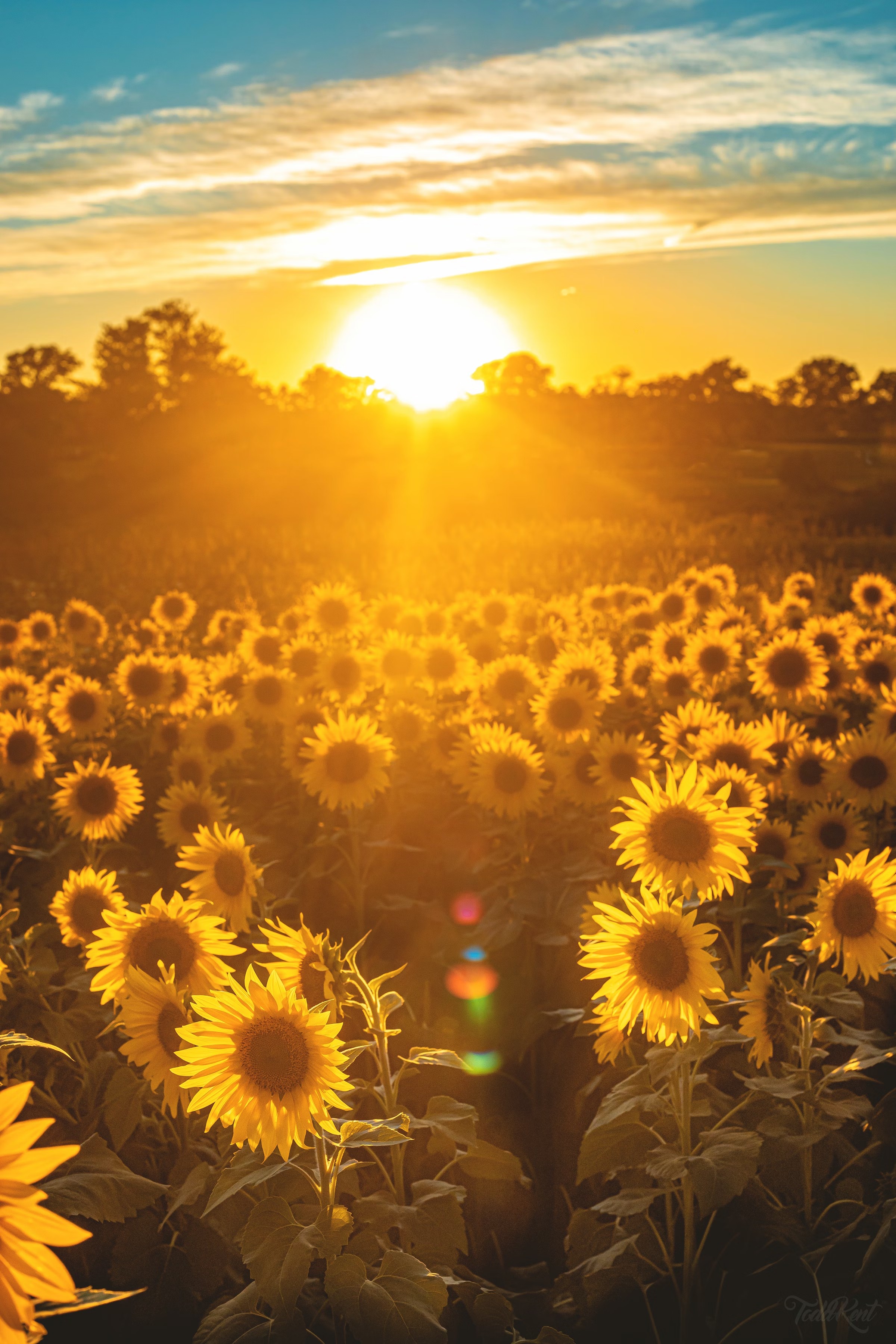 Sunflower field
