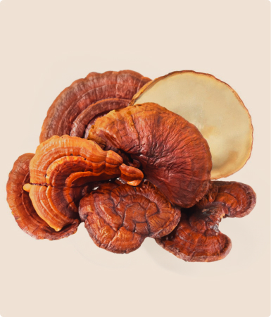 Reishi mushroom