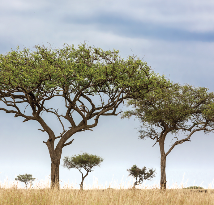Acacia trees on the Sahel savanna